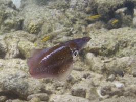 IMG 4170 Caribbean Reef Squid